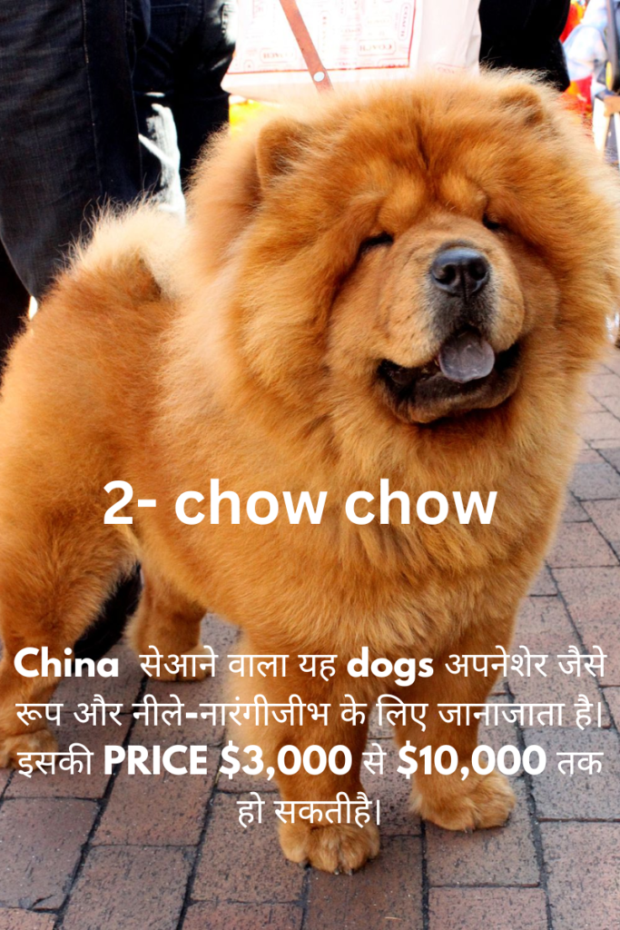 10 Most Expensive Dog Breeds