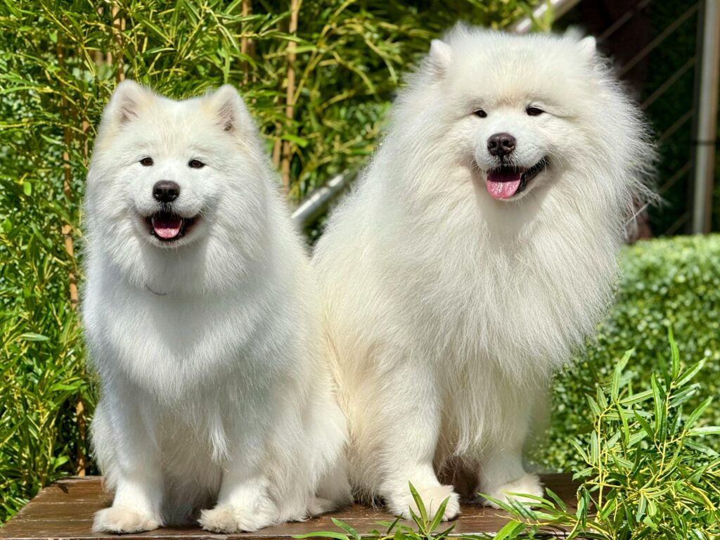 10 Most Expensive Dog Breeds